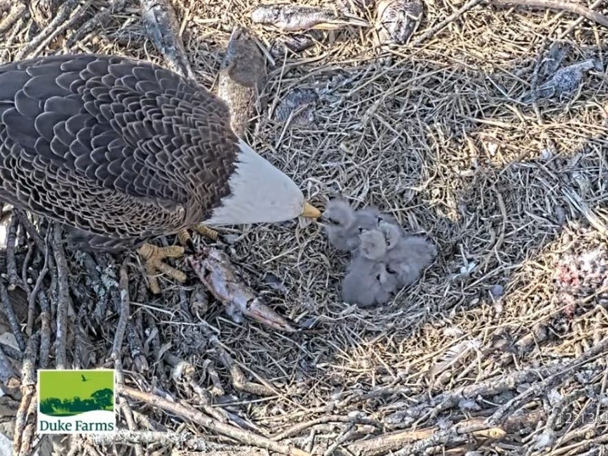 A Bald Eagle parent with the three eaglets at their nest at Duke Farms in Hillsborough.