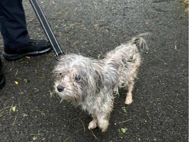 Abandoned Dog Found Tied To Tree In Montgomery | Hillsborough, NJ Patch