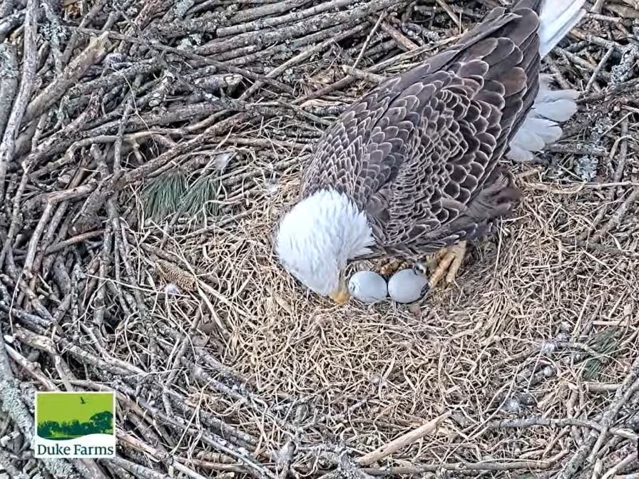The second Bald Eagle egg of 2026 has arrived.