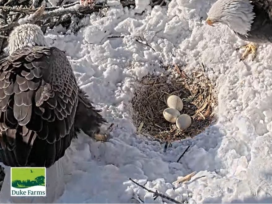 The third Bald Eagle egg of 2026 has arrived at Duke Farms in Hillsborough.