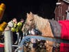 On Wednesday, at around 7:46 p.m., Amwell Valley Fire Company was called for a large animal rescue involving a horse that was unable to stand.