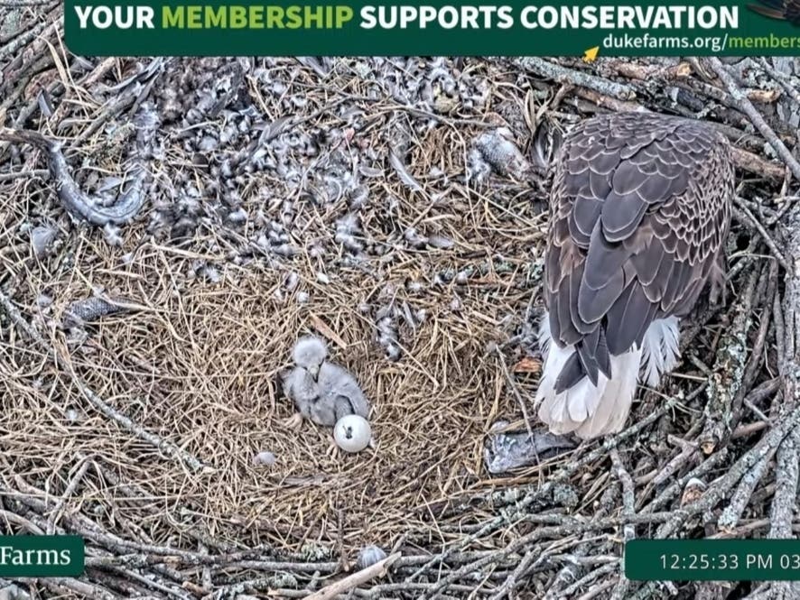 One single chick of three eggs is officially the lone survivor at the Duke Farms eagle nest in Hillsborough.