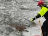 On Tuesday, volunteer firefighters and police rescued a deer that had fallen through ice on the canal in South Bound Brook.
