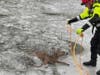 On Tuesday, volunteer firefighters and police rescued a deer that had fallen through ice on the canal in South Bound Brook.