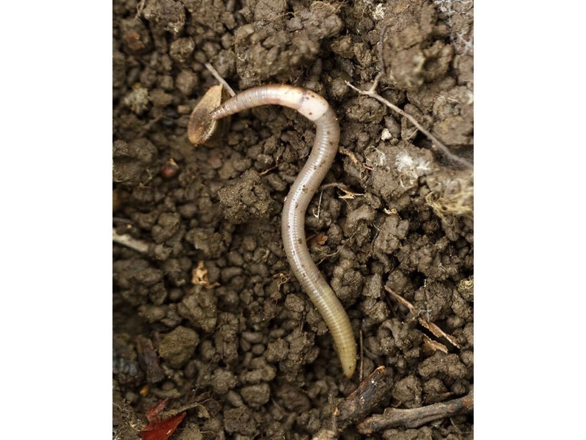 Asian jumping worms, an invasive, soil nutrient-gobbling earthworm that can leap a foot in the air, are moving rapidly across the country, with sightings in 38 states, including New Jersey.