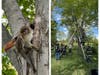 The Somerset Regional Animal Shelter and Green Knoll Volunteer firefighters worked together to rescue the hawk stuck 20 feet up a tree.
