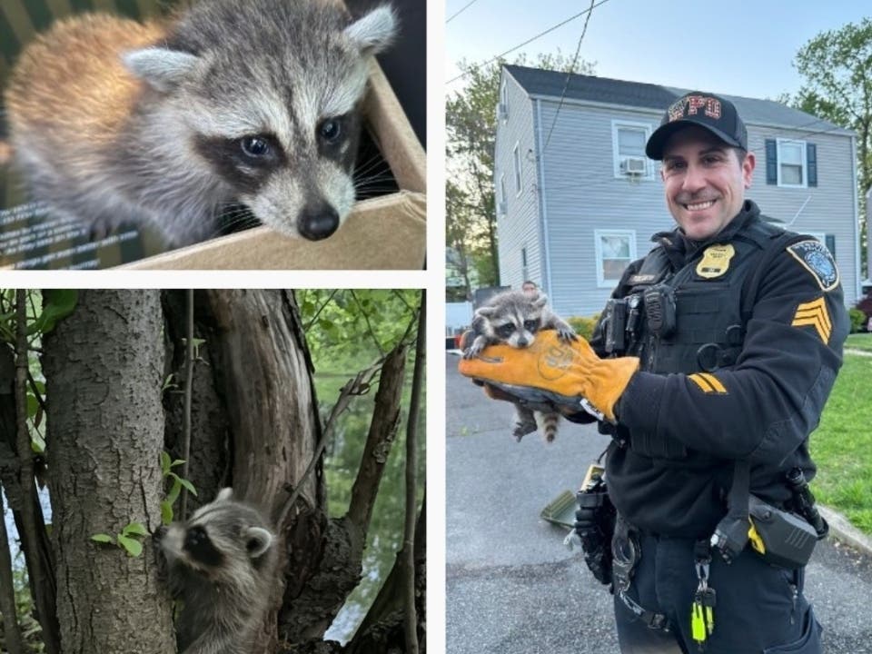 The Westfield Police Department got a call about an injured raccoon in the area of Windsor Avenue.