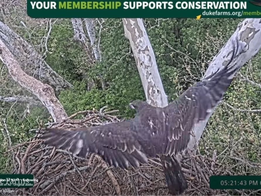 The only surviving bald eaglet at Duke Farms in Hillsborough for 2026 has taken its first flight, which was captured on video.