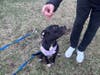A dog was found abandoned, and police are asking for help to find a woman wanted in connection in Hunterdon County on Friday.