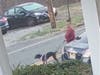 A $5,000 reward is being offered by PETA after a woman reportedly dumped a dog on the side of a road in Lebanon in March.