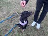 A $5,000 reward is being offered by PETA after a woman reportedly dumped a dog on the side of a road in Lebanon in March.