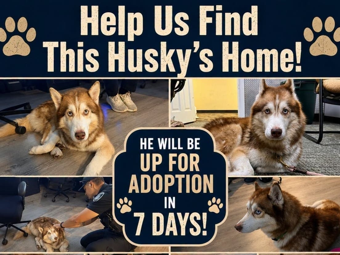 A husky found over the weekend in Westfield has not yet been reunited with its owner, and police are asking the public for help.