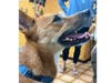 A dog that escaped from a boarding and training facility in Bernardsville was found safe in Piscataway after 32 days on the run, said Buddha Dog Rescue & Recovery,﻿ search team that tracked him.