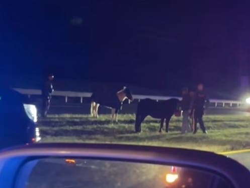 Runaway Horses Wrangled By Police On Route 202 In Raritan Township: Video