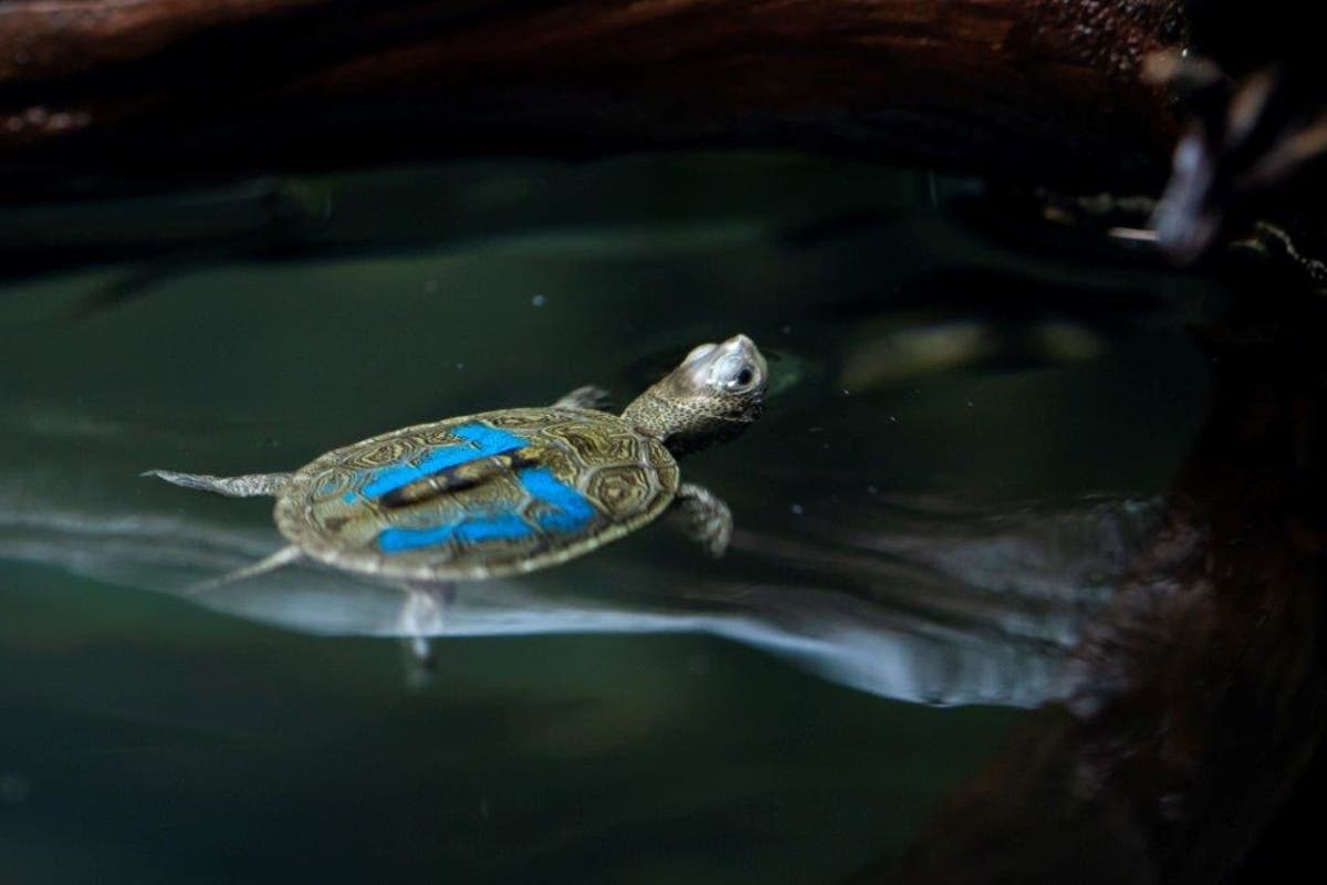 https://patch.com/img/cdn20/users/22872566/20180824/093326/styles/raw/public/processed_images/diamondback_terrapin_zoo_atlanta-1535115907-7787.jpg