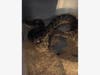 There were about 12 cobras, five rattlesnakes, two other species of snakes and two boa constrictors found