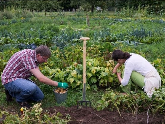 It’s gardening season. Here’s how to make sure your plants grow in the area naturally.