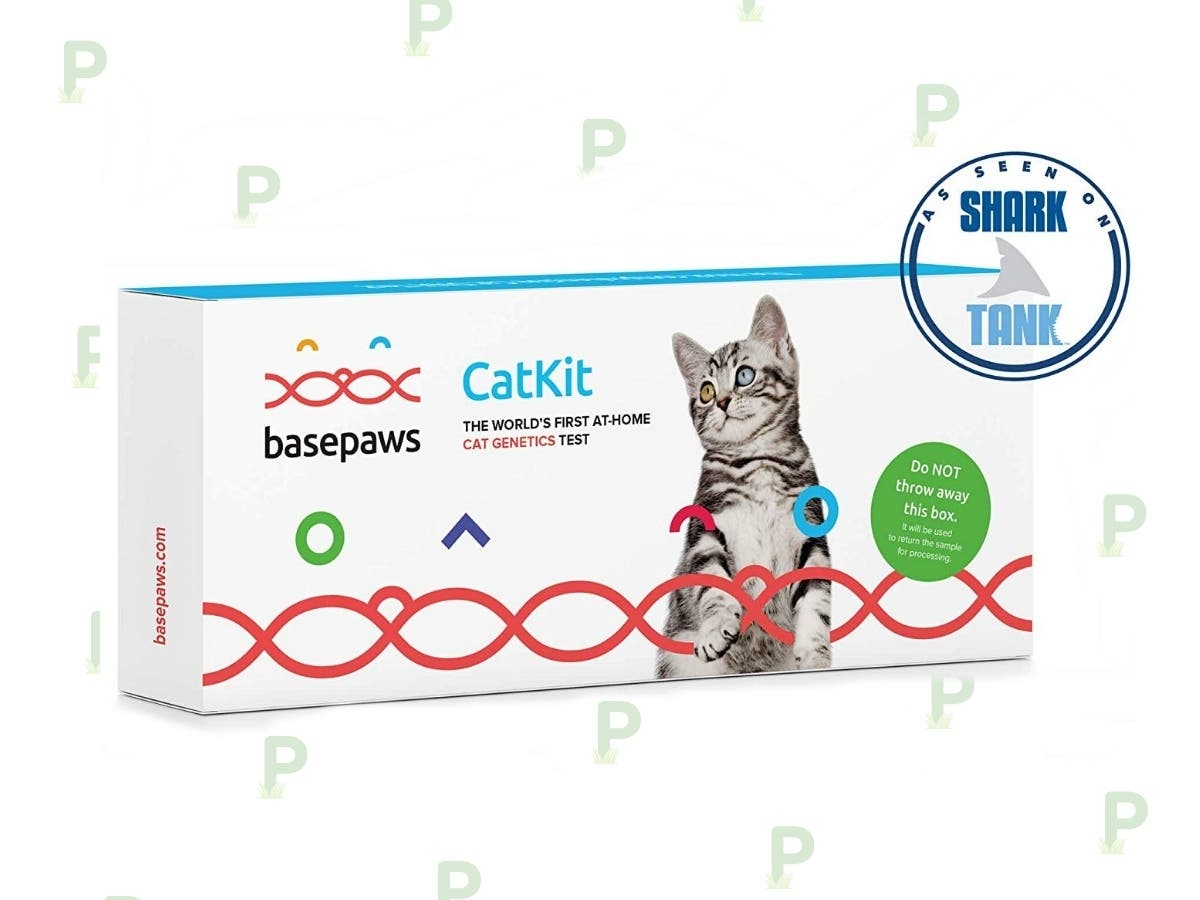 Picture of Learn All About Your Cat With This Feline DNA Test Kit | DealTown, US Patch