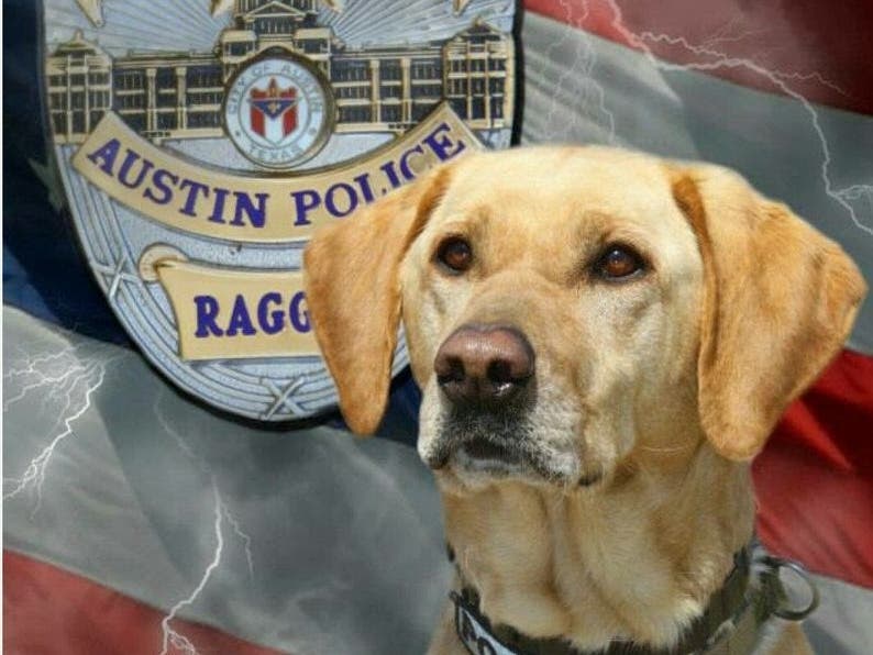 K9 Raggio is one of three dogged investigators set to paws their careers to embark on retirement. 