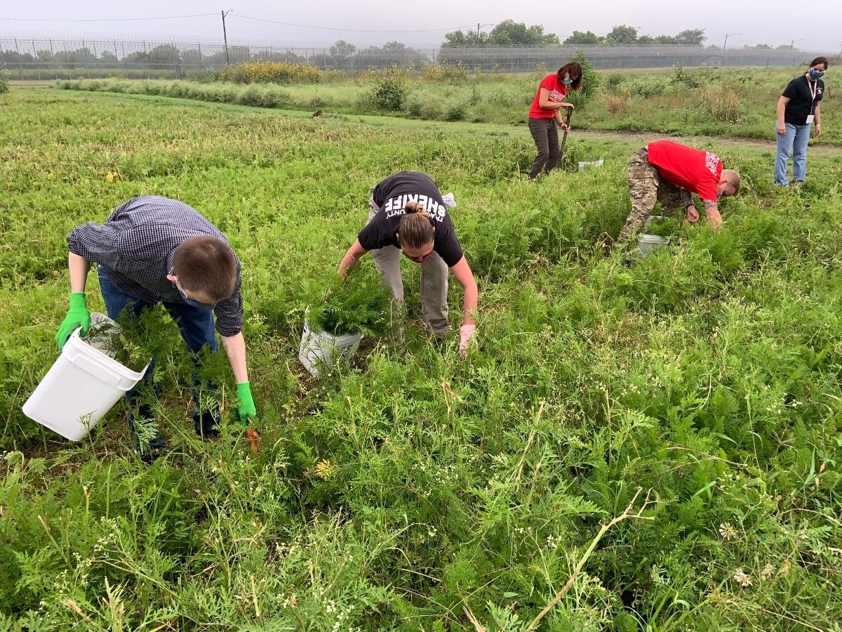 Jail staff helped harvest hundreds of pounds of veggies grown at the jail as low-inmate offenders are released early amid coronavirus.
