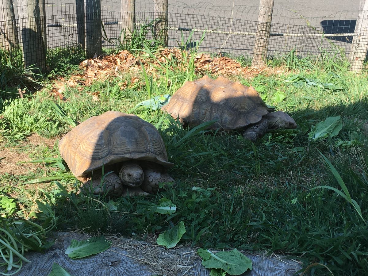 Five Tortoises Make Beardsley Zoo Their Summer Home | Bridgeport, CT Patch
