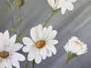 Georgia Daisies.