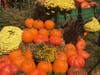 Come see 1000 pumpkins at Descanso Gardens