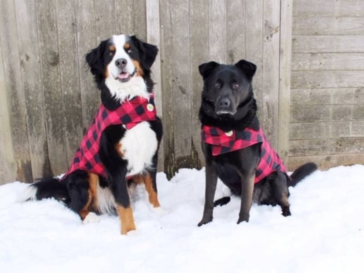 Moose, left, sits next to his sister Brandy. They're dogs - and successful influencers.