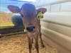The St. Mark School Kindergarten class adopted a calf named Frostee.