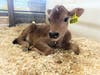 The St. Mark School After School Program adopted a calf named Favorite.