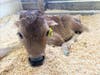 The St. Mark School 2nd Grade class adopted a calf named Cherrio.