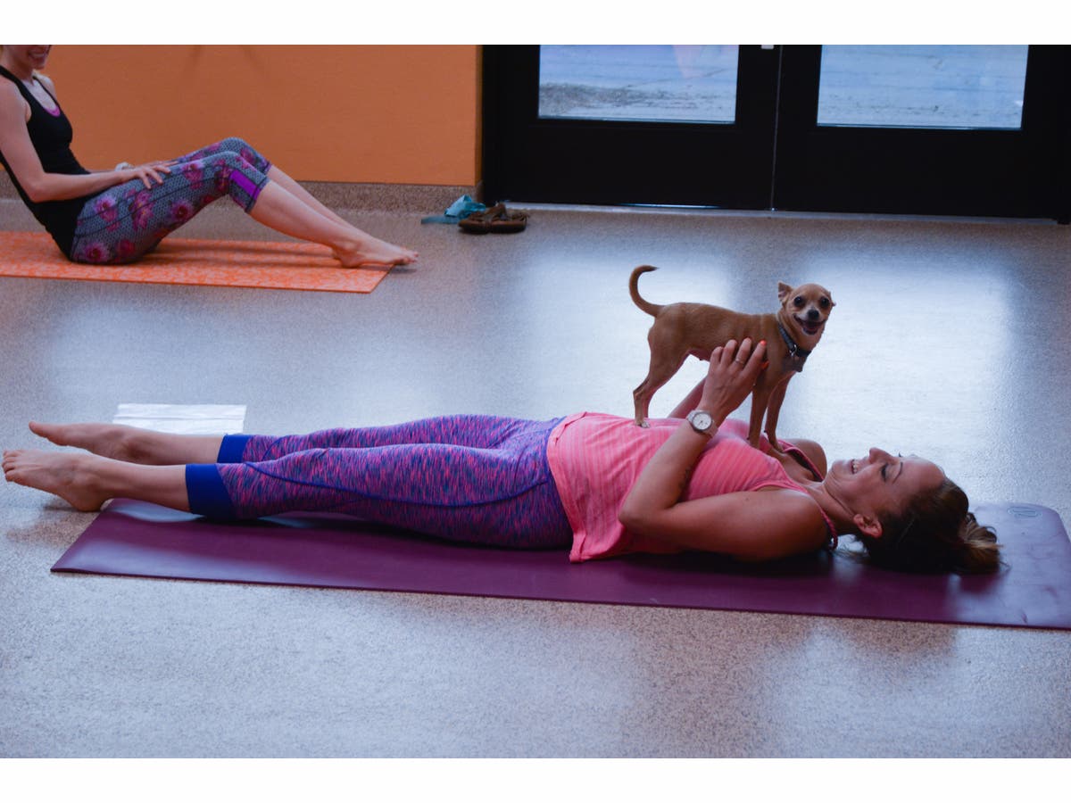 https://patch.com/img/cdn20/users/22877088/20170605/010304/styles/raw/public/article_images/mm_yoga_with_mutts1-1496682068-6692.jpg