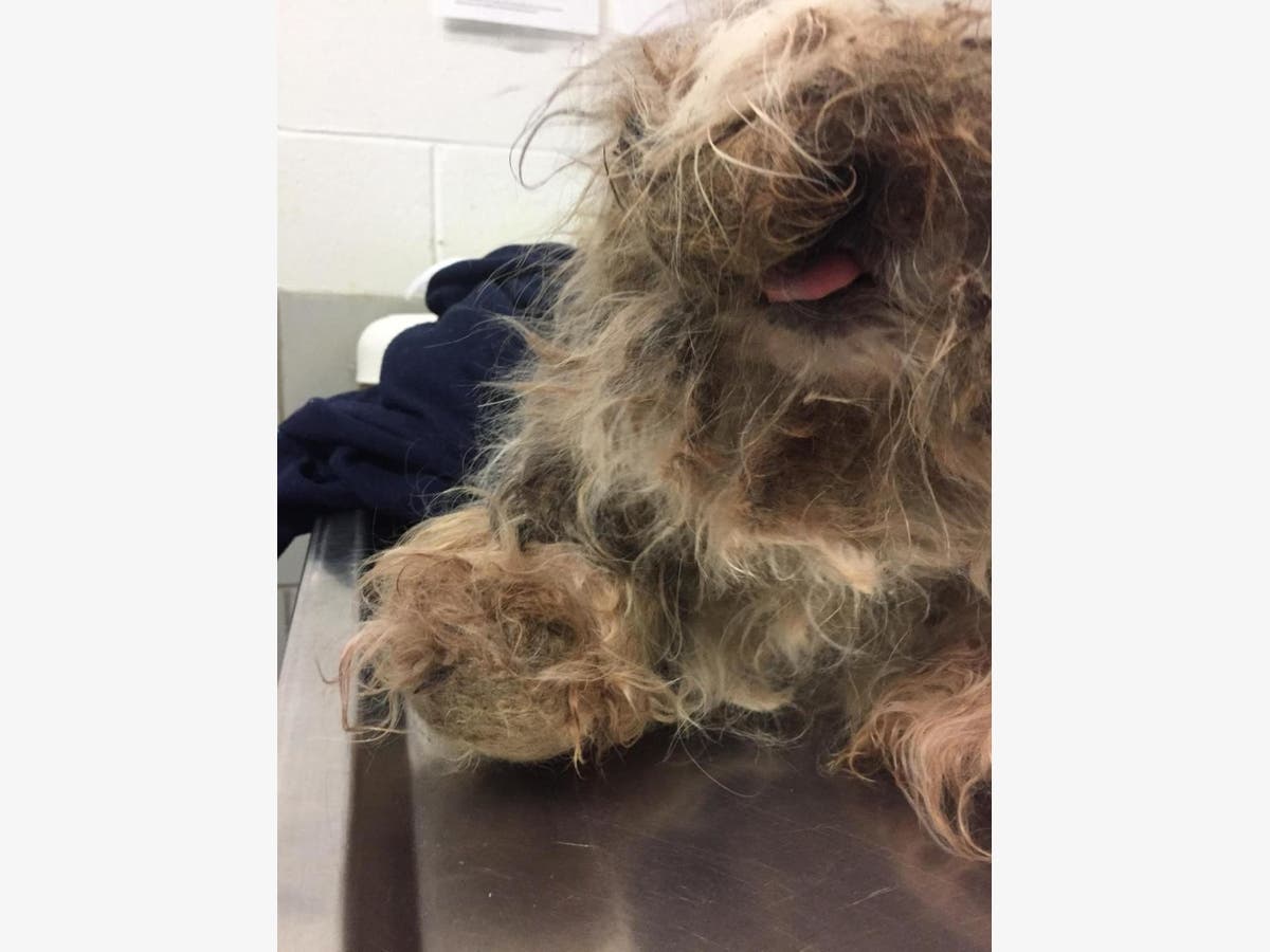 https://patch.com/img/cdn20/users/22877169/20171218/031358/styles/raw/public/processed_images/animalcruelty1-1513627996-9512.jpg