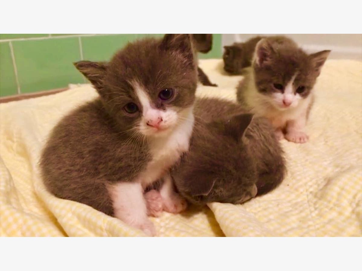 Kittens Found Abandoned In Hot Carrier On I495 Wrentham, MA Patch