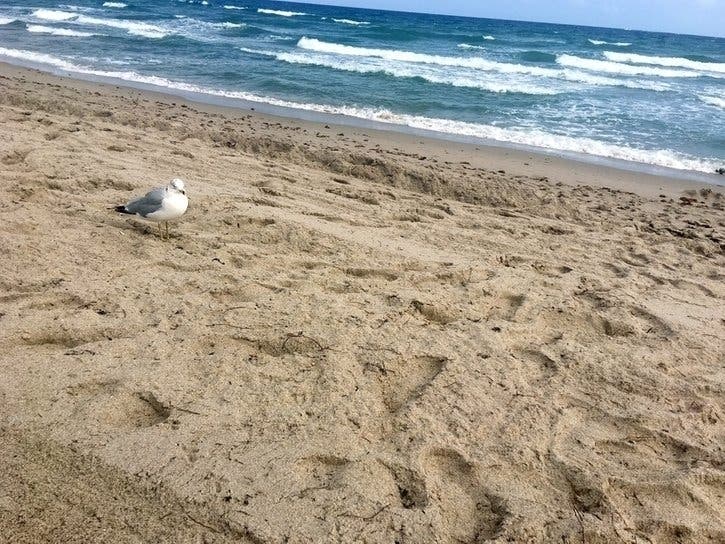 Beach stickers go on sale this week.