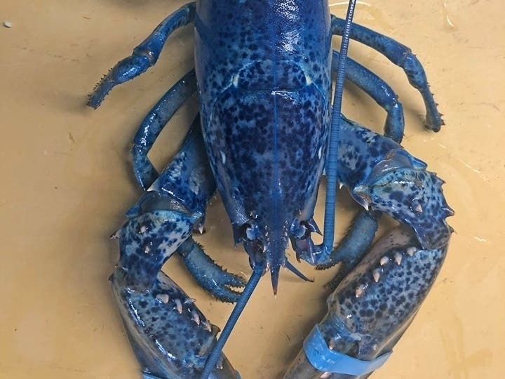 The rare blue lobster was shipped to Arnold's Lobster & Clam Bar in Eastham.