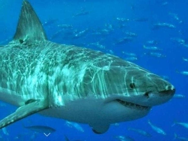 Great white sharks measuring up to 11 feet were spotted off Cape Cod.