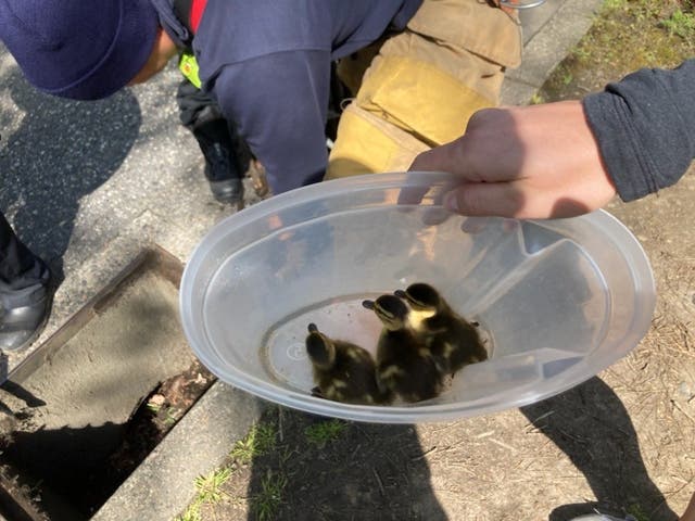 Firefighters Rescue Ducklings, Reunite Them With Mother And Siblings ...