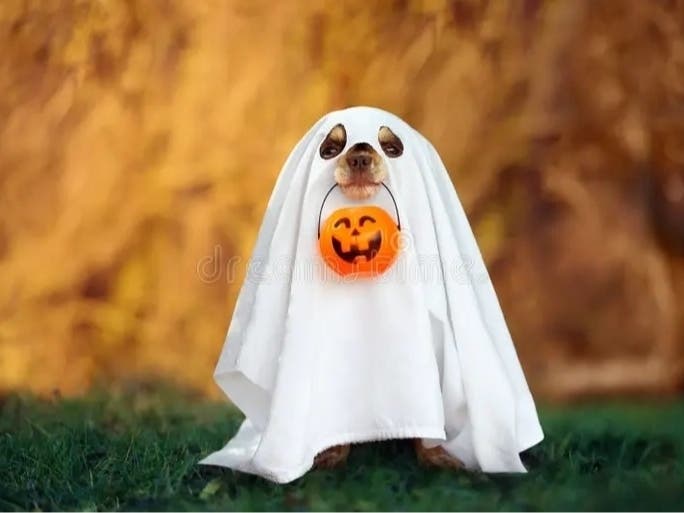 https://patch.com/img/cdn20/users/22878050/20261013/101222/styles/patch_image/public/haloween-dog-2___13221026456.jpg