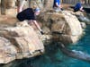 The seals at the Maritime Aquarium are fed during their first live feeding in their new exhibit "Pinniped Cove," which was unveiled to the public Tuesday.