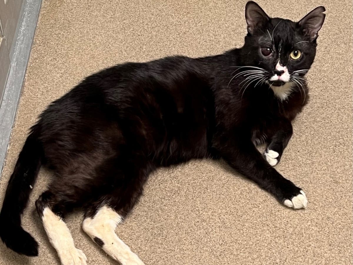 A cat was found abandoned in a pet carrier at an Interstate 95 rest stop in Darien on Jan. 24, according to New Canaan police.