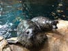 Harbor seals Feisty and Gracie were welcomed to the Maritime Aquarium in Norwalk earlier this year.