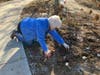 Residents and town officials plant bulbs during a special planting ceremony at the town's Vietnam Veterans Memorial Park on Nov. 15, 2023.