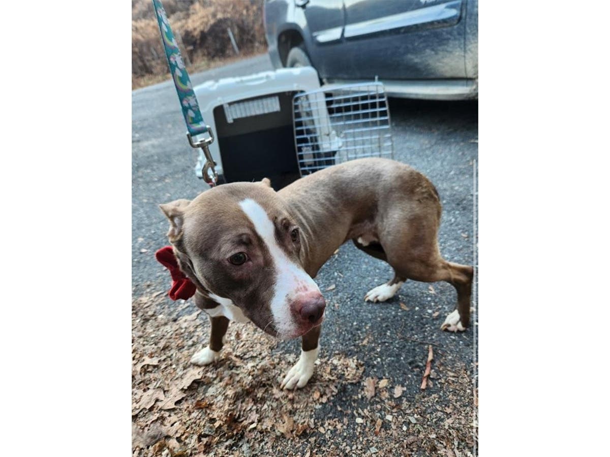 'Dumped Dog' Found Abandoned In Naugatuck Industrial Park Police
