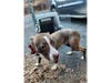 Police and Naugatuck Animal Control​ are asking for the public's help identifying the owner of an abandoned dog found Saturday in the Naugatuck Industrial Park.