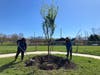 Noreen Wilpiszeski​​ and Pam Roman plant a tree at Indian Ledge Park in Trumbull to celebrate Arbor Day on April 26, 2024.