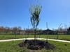 Trumbull holds a tree planting ceremony at Indian Ledge Park to celebrate Arbor Day on April 26, 2024.