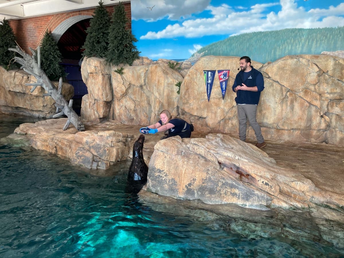 Alexis Brauner and Dylan Salamone react to a Super Bowl prediction made by Mikey, a gray seal at the Maritime Aquarium in Norwalk, on Feb. 4, 2026.