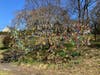 A colorful Easter egg tree display on East Avenue in Norwalk on March 29, 2026.