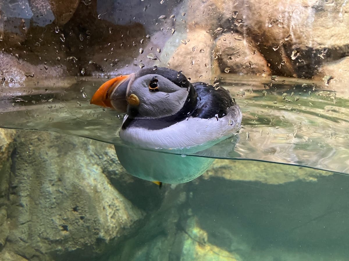 Maritime Aquarium Brings Atlantic Puffins To CT With New Exhibit In Norwalk